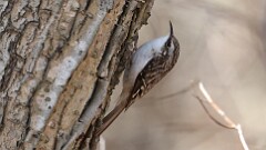 37: 2025-03-27-Brown Creeper 0C3_0569