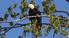 86: 2025-05-09-bald eagle 0C3_0113