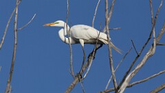 95: 2025-05-12-Great Egret 0C3_0294