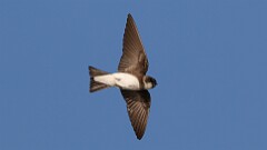 153: 2025-06-23-Bank Swallow 0C3_1216