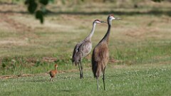 156: 2025-06-25-sandhill cranes 0C3_0004