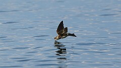 165: 2025-07-02-bank swallow 0C3_0943