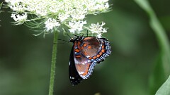 184: 2025-07-20-Red-spotted purple butterfly 0C1_0226
