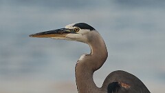 193: 2025-07-23-blue heron 0C1_4022