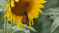 242: 2025-08-23-Monarch butterfly 0C1_0214