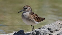 247: 2025-08-24-Least Sandpiper 5M2_0871