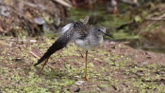 265: 2025-09-06-Lesser Yellowlegs 5M2_0468