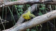 275: 2025-09-13-Wilsons Warbler 5M2_0336