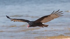 278: 2025-09-14-Turkey Vulture 5M2_0380