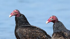 279: 2025-09-14-Turkey Vulture 5M2_0467
