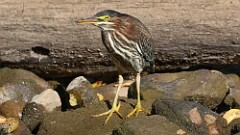 280: 2025-09-15-Green heron 5M2_0396