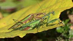 284: 2025-09-21-mantis 5M2_1944