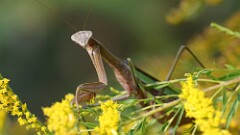 287: 2025-09-21-praying mantis 5M2_1716