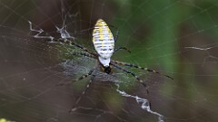 295: 2025-09-27-Yellow Garden Spider 5M2_0631