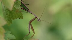 292: 2025-09-27-mantis 5M2_0005