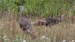 294: 2025-09-27-turkey 5M2_0228