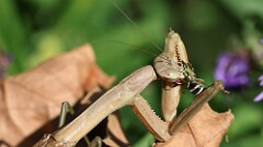 305: 2025-10-10-mantis bug 5M2_1014