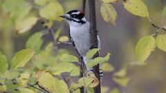 316: 2025-11-14-downy 5M2_0438