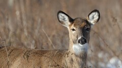 334: 2025-12-14-deer 5M2_0048