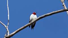 2: Red-headed Woodpecker 0C3_0379