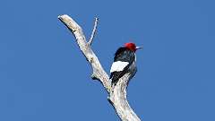 3: Red-headed Woodpecker 0C3_0451
