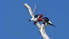 4: Red-headed Woodpecker 0C3_0460