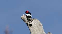 7: Red-headed Woodpecker 0C3_0517