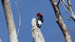 8: Red-headed Woodpecker 0C3_0526