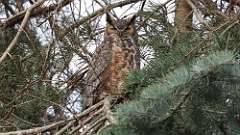 1: Great Horned Owl 0C3_0127
