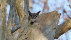 4: Great Horned Owl 0C3_0166
