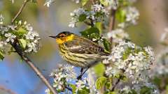 1: Cape May Warbler 0C3_0336
