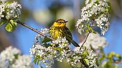 2: Cape May Warbler 0C3_0390