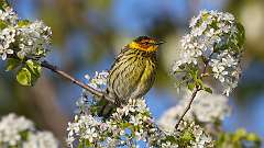 3: Cape May Warbler 0C3_0442