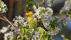 4: Cape May Warbler 0C3_0562