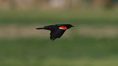 5: Red-winged Blackbird 0C3_1118