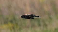 6: Red-winged Blackbird 0C3_1137