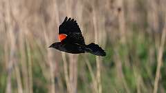 7: Red-winged Blackbird 0C3_1141