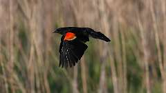 8: Red-winged Blackbird 0C3_1142