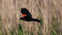 9: Red-winged Blackbird 0C3_1143