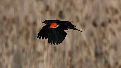 10: Red-winged Blackbird 0C3_1145