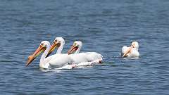 2: American white pelican 0C3_0322