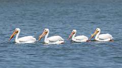 3: American white pelican 0C3_0331