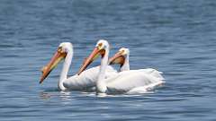1: American white pelican 0C3_0382