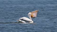 5: American white pelican 0C3_0545