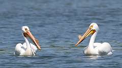 6: American white pelican 0C3_0716