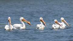 7: American white pelican 0C3_0724