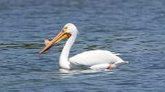 8: American white pelican 0C3_0758