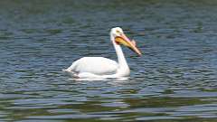 9: American white pelican 0C3_0906