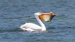 10: American white pelican 0C3_0948