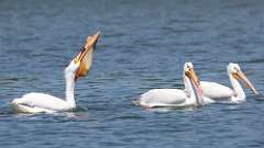12: American white pelican 0C3_0986